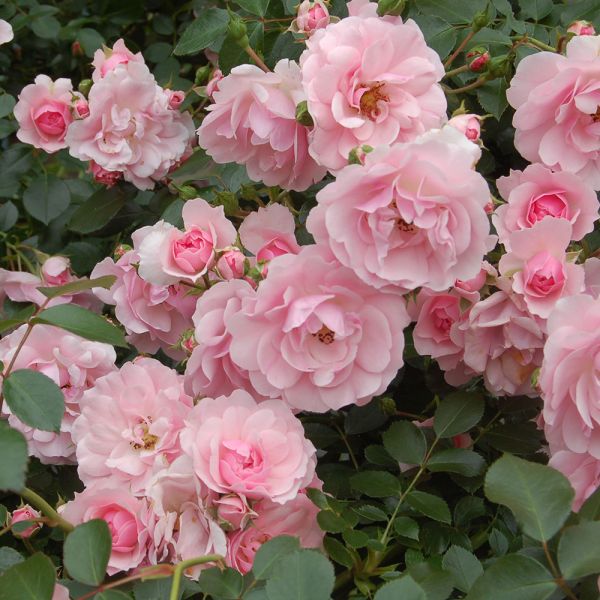 Rose Bonica® | White Flower Farm