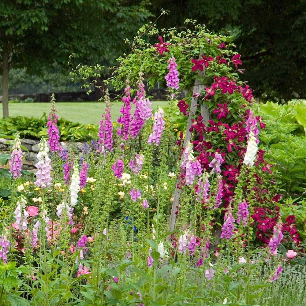 Digitalis purpurea Excelsior Hybrids | White Flower Farm