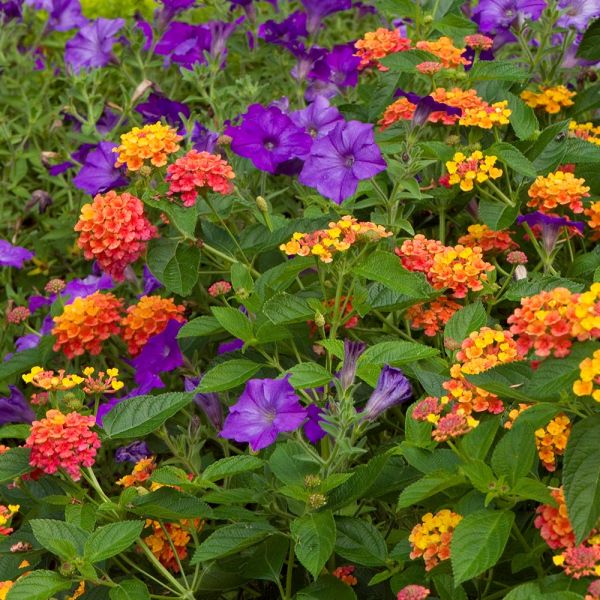 Lantana camara Landmark™ Citrus | White Flower Farm