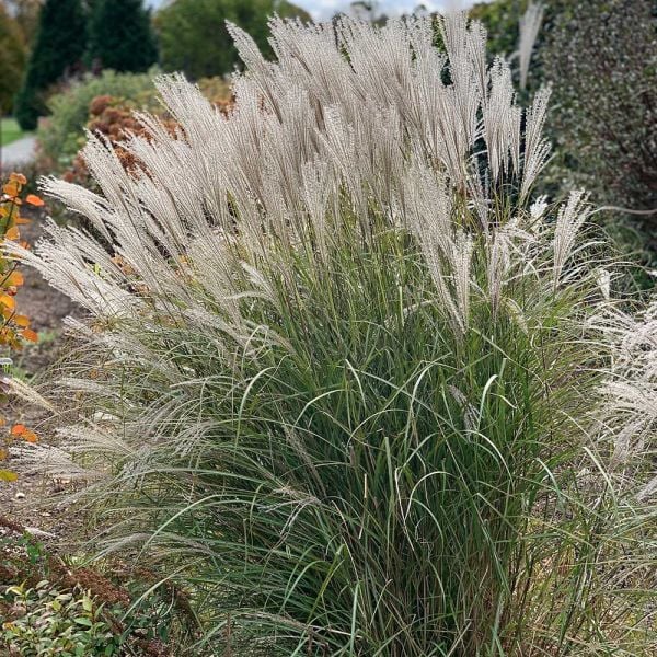 Miscanthus sinensis 'Silver Feather' | White Flower Farm