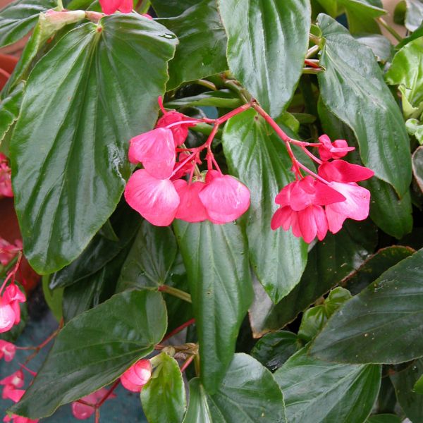 Begonia Dragon Wing® Pink | White Flower Farm