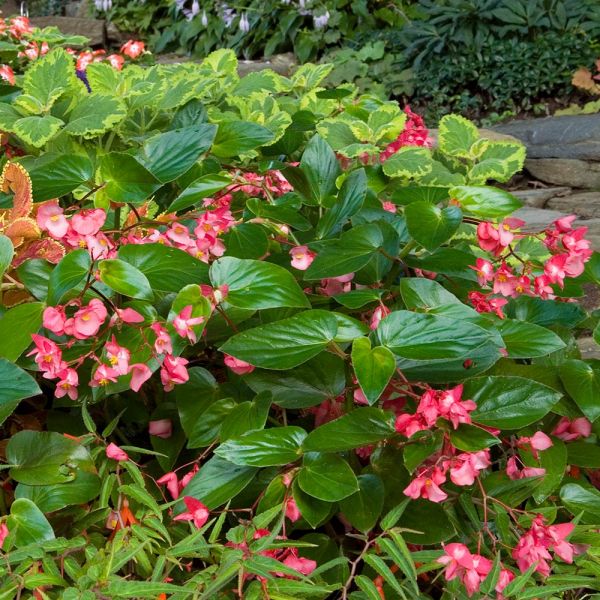 Begonia Dragon Wing® Pink | White Flower Farm