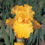  Iris germanica 'Pure As Gold' - Reblooming