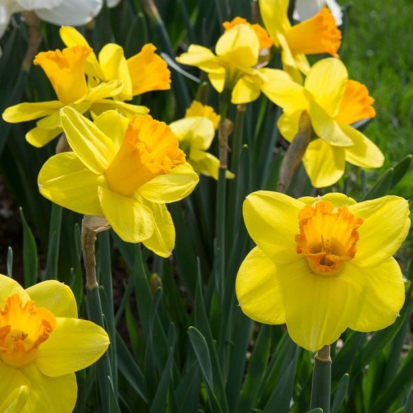 Narcissus 'Reed Wadsworth' | White Flower Farm