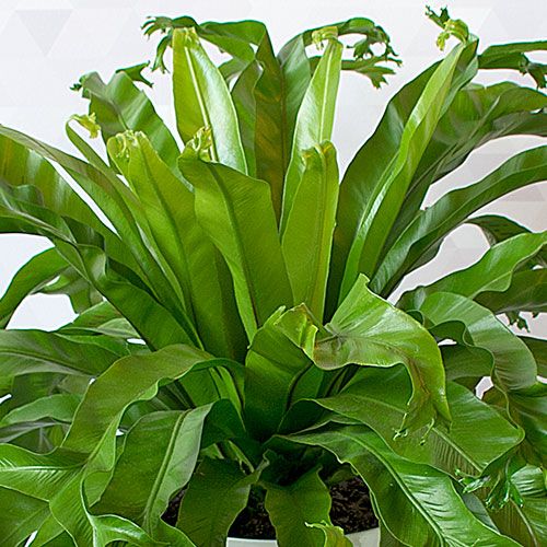 Bird's Nest Fern Crissie 