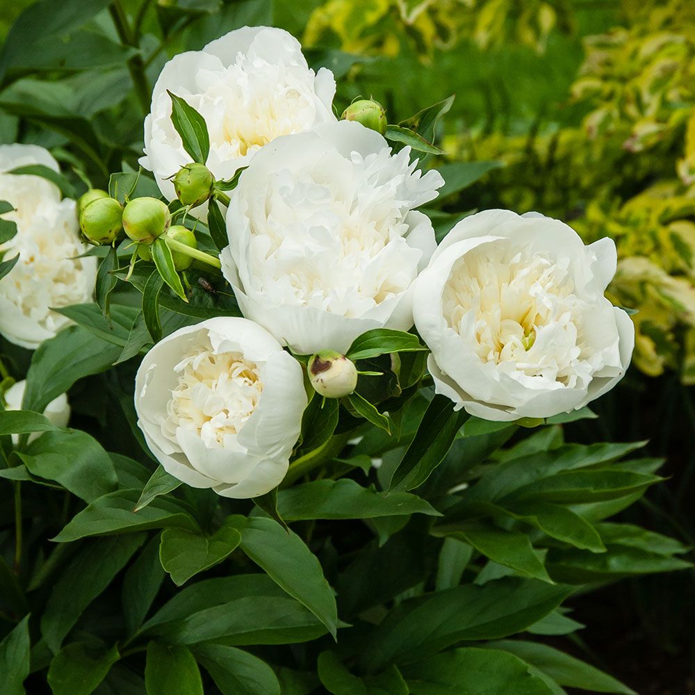 Fragrant Peony Collection | White Flower Farm