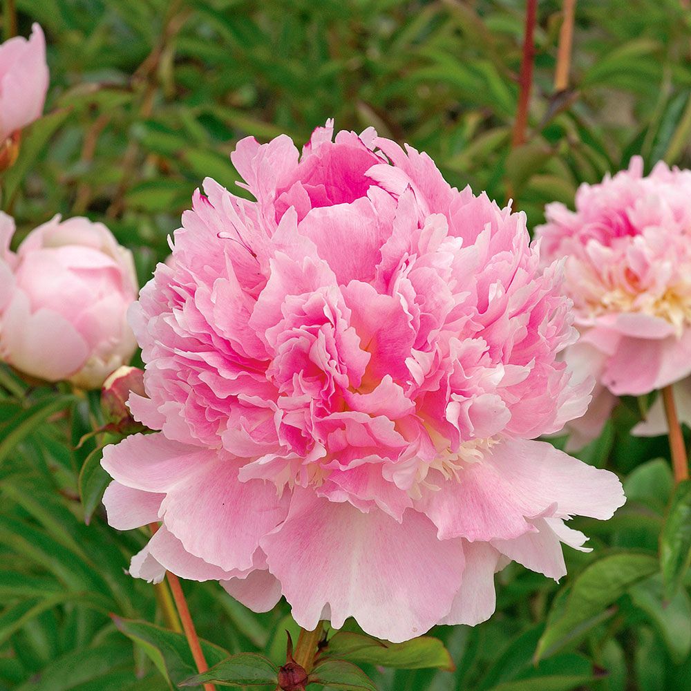 Paeonia Eden's Perfume | White Flower Farm