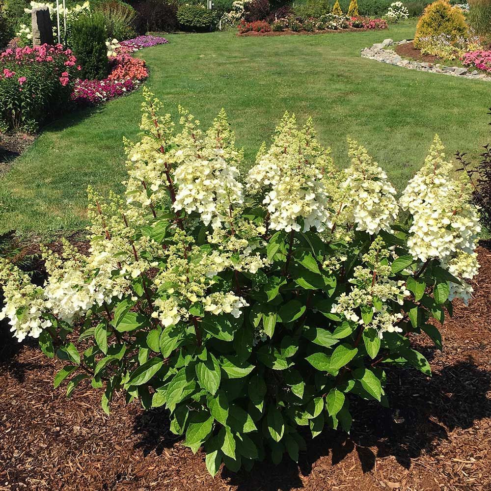 Panicle Hydrangeas | White Flower Farm