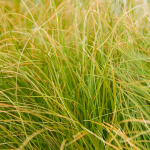  Ornamental Grass: Carex testacea