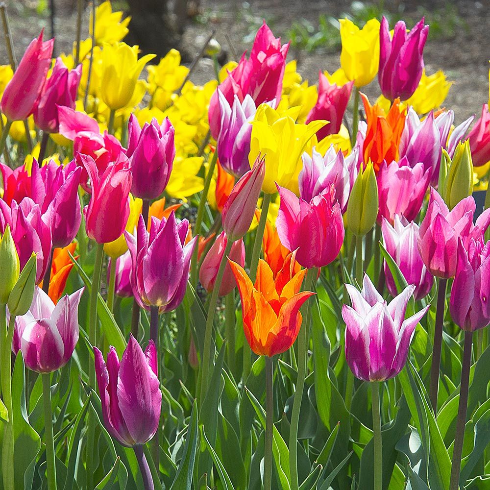 Vivid Blooms Tulip Mix | White Flower Farm