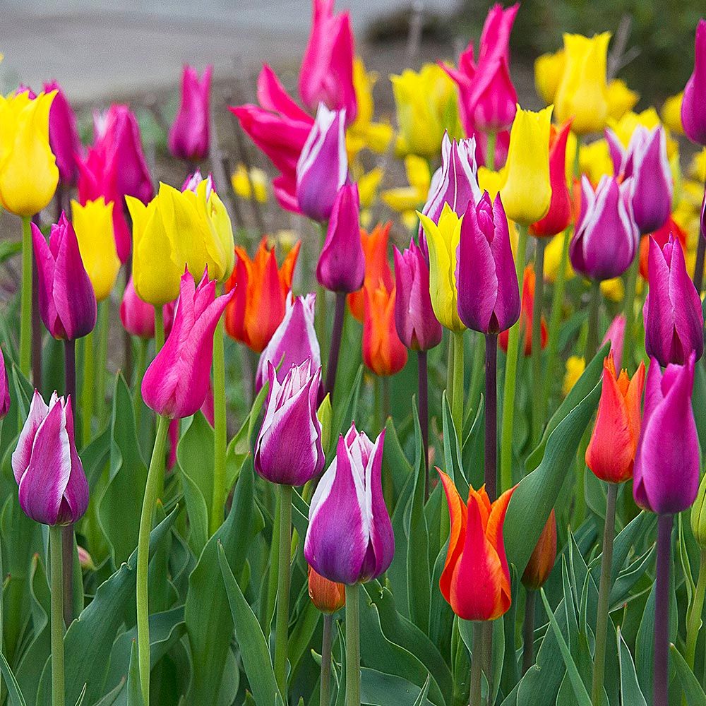 Vivid Blooms Tulip Mix | White Flower Farm