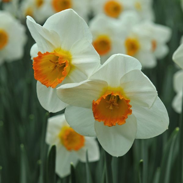 Narcissus Heirloom Mix | White Flower Farm