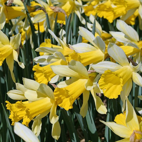 Narcissus Heirloom Mix | White Flower Farm