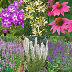 Pollinator Garden for Sun | White Flower Farm