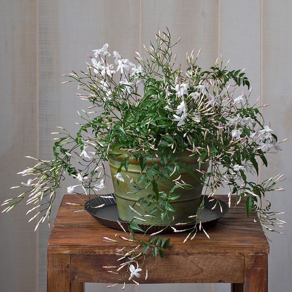 How To Grow Jasmine Flowers At Home - Bioweed