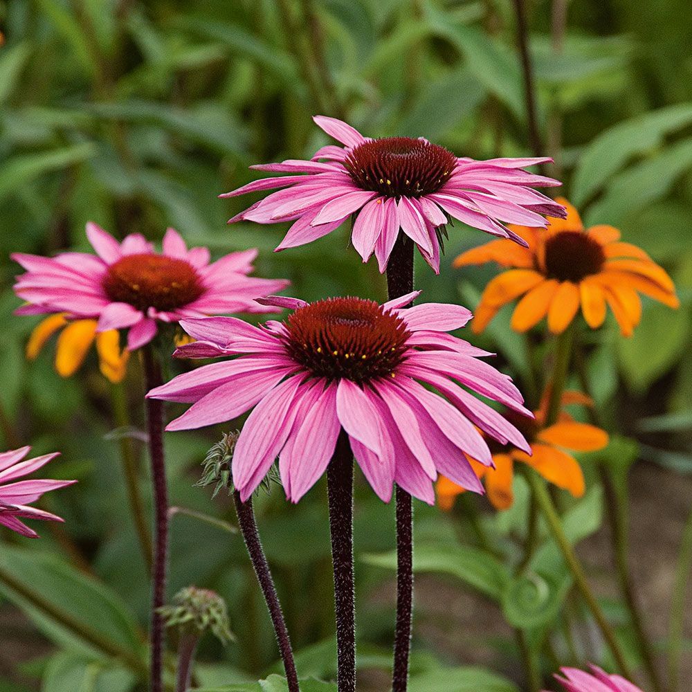 Coneflower | White Flower Farm