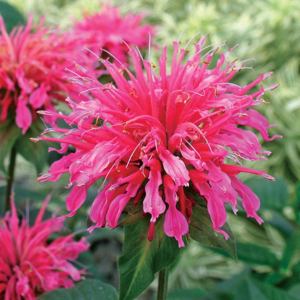 Monarda (Bee Balm) | White Flower Farm