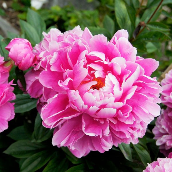 Fragrant Peony Collection 