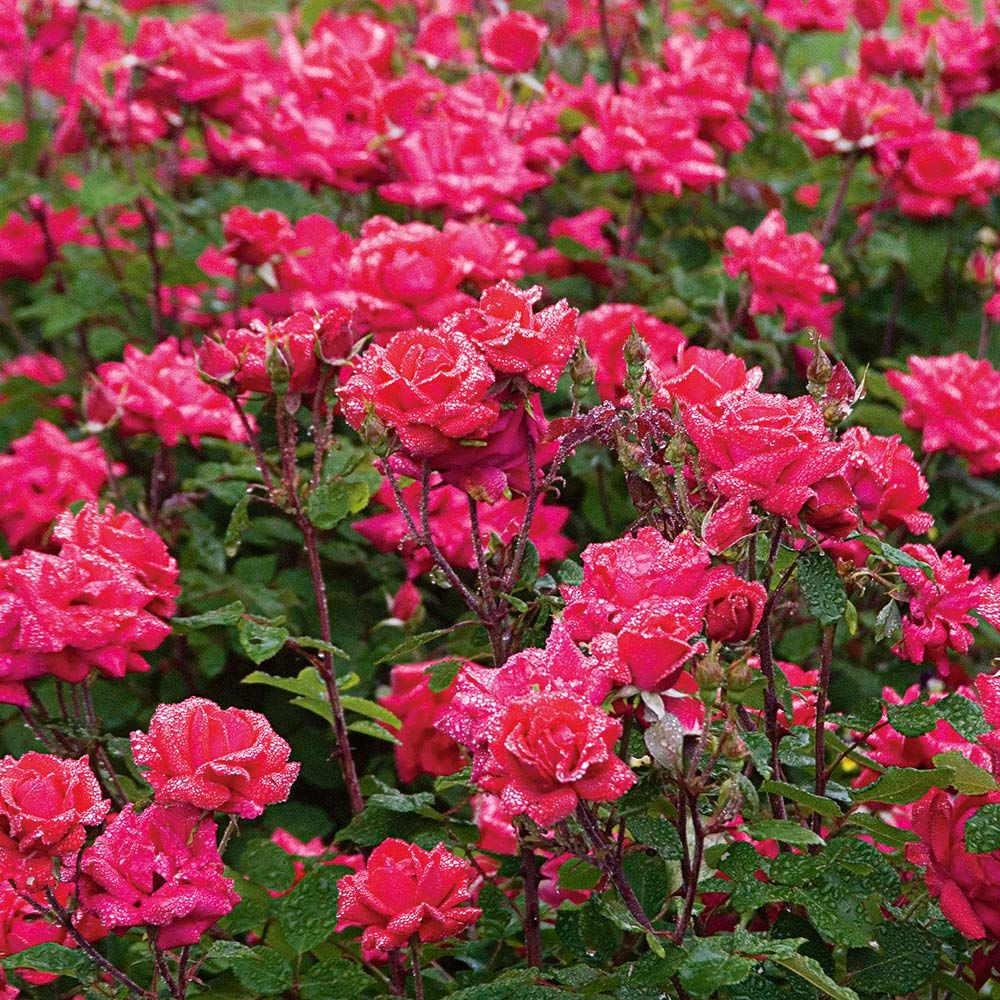 KNOCK OUT 1 Gal. Pink Double Knock Out Rose Bush with Pink Flowers