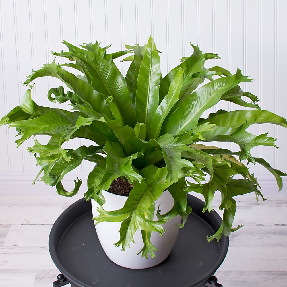 Bird's Nest Fern Crissie | White Flower Farm