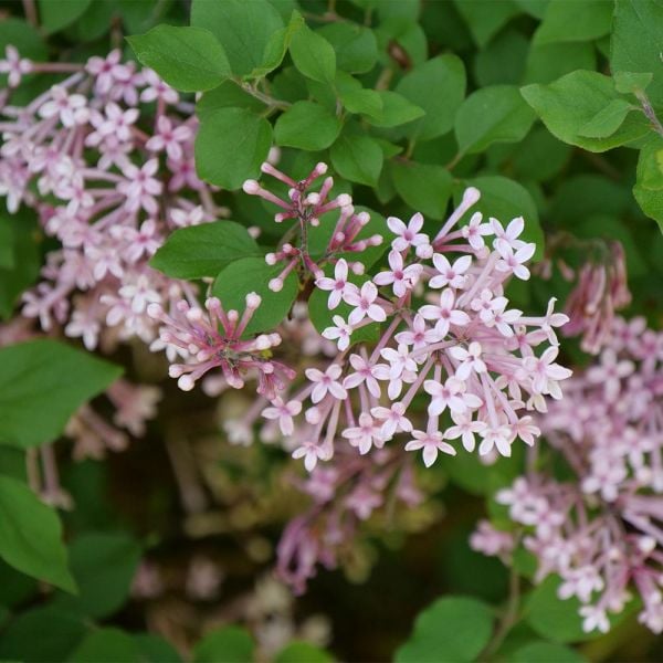 Syringa Bloomerang® Dwarf Pink | White Flower Farm