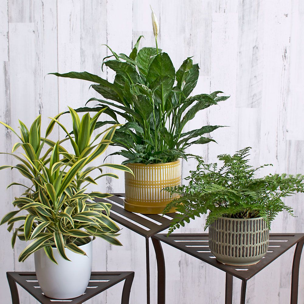 Three Months of Easy-Care Houseplants, December-February | White Flower ...