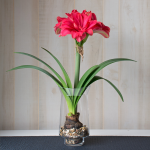  Amaryllis 'Candy Nymph,' one bulb with tapered hurricane vase kit