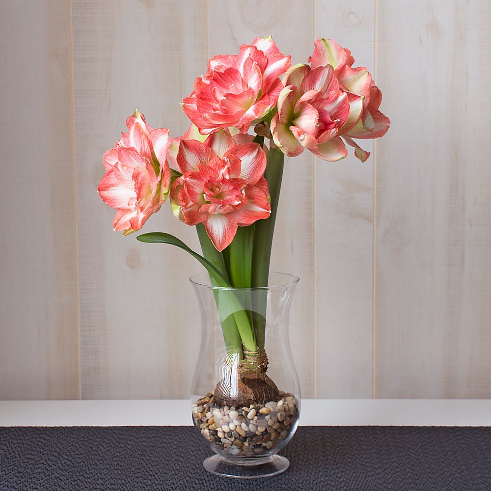 Amaryllis 'Beautiful Emotion' | White Flower Farm