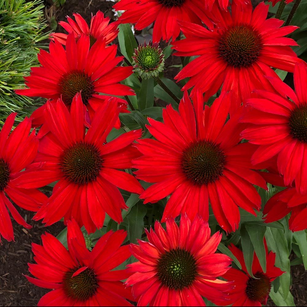 Echinacea Kismet® Red | White Flower Farm