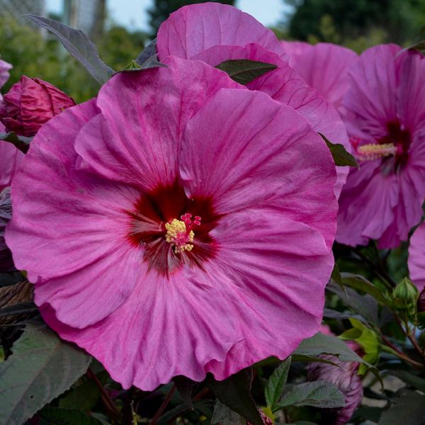 Hibiscus Summerific® 'Berry Awesome' | White Flower Farm