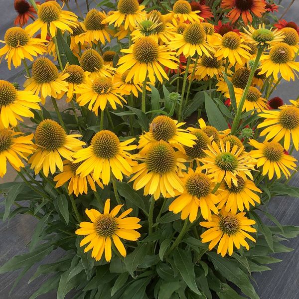 Echinacea Kismet® Yellow | White Flower Farm