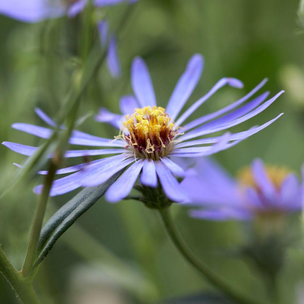 Eurybia x herveyi 'Twilight' | White Flower Farm