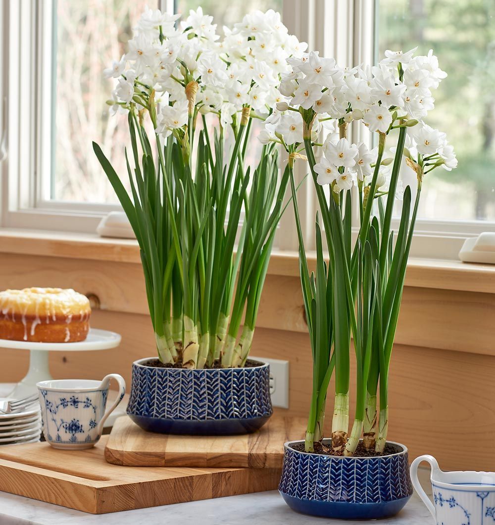 New Paperwhites & Bulb Gardens | White Flower Farm