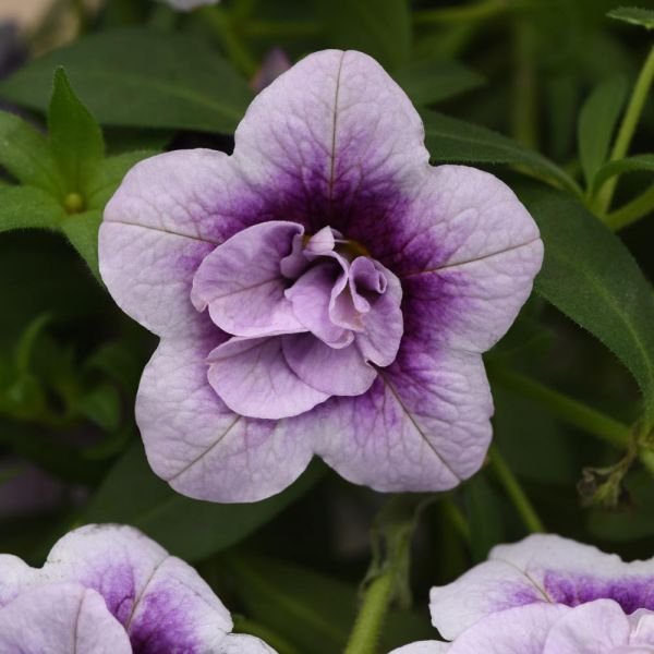 Calibrachoa MiniFamous® Uno Double PlumTastic | White Flower Farm