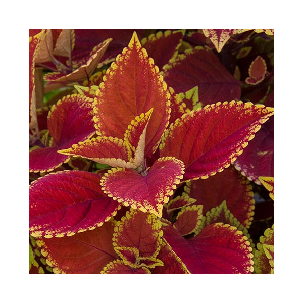Coleus Trusty Rusty White Flower Farm