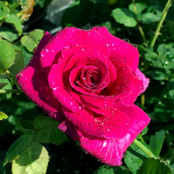 Rose Brindabella™ Purple Prince | White Flower Farm