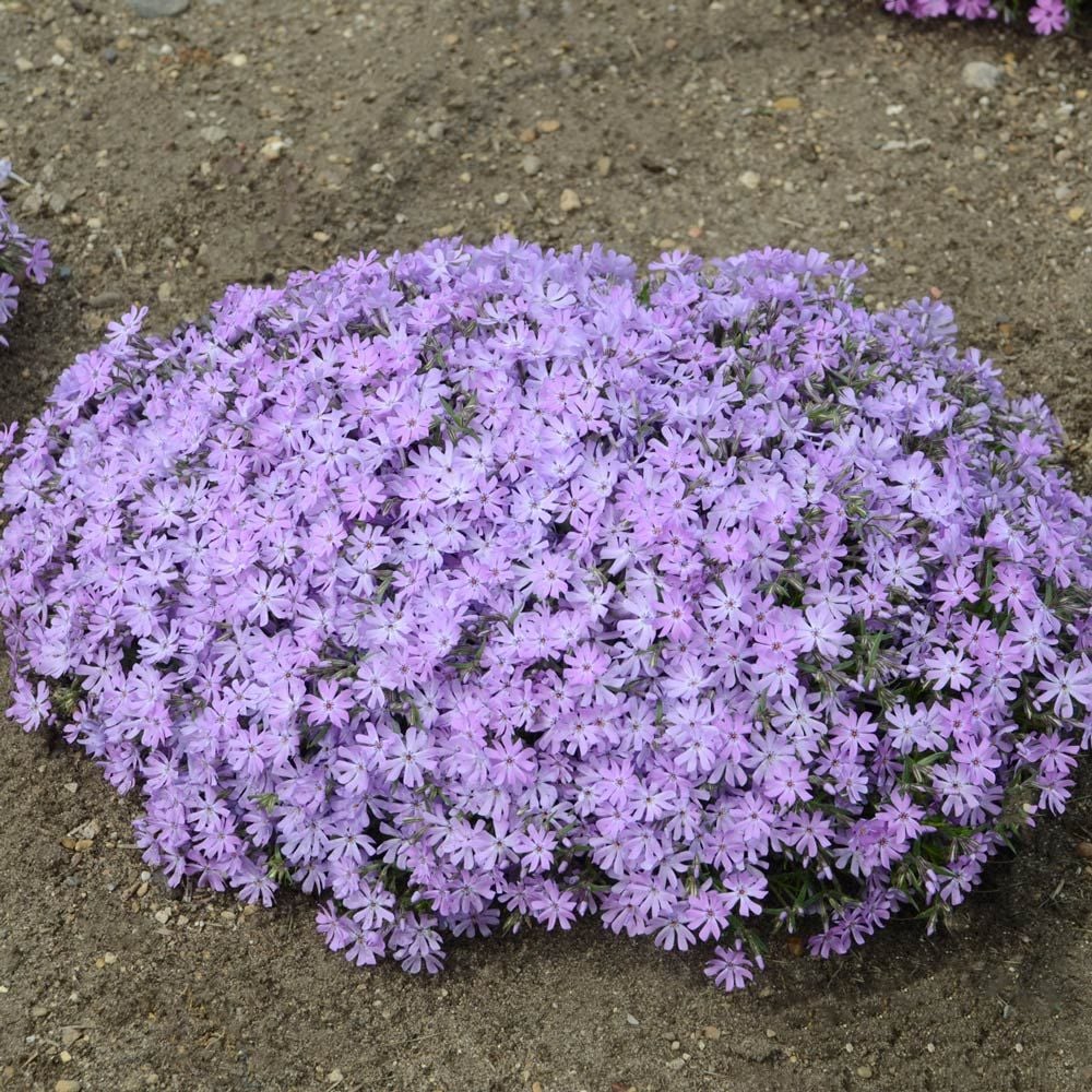 Phlox 'Bedazzled Lavender' | White Flower Farm