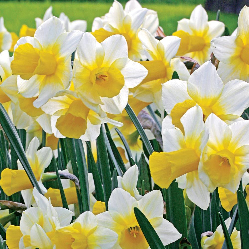 Narcissus 'Golden Echo' | White Flower Farm