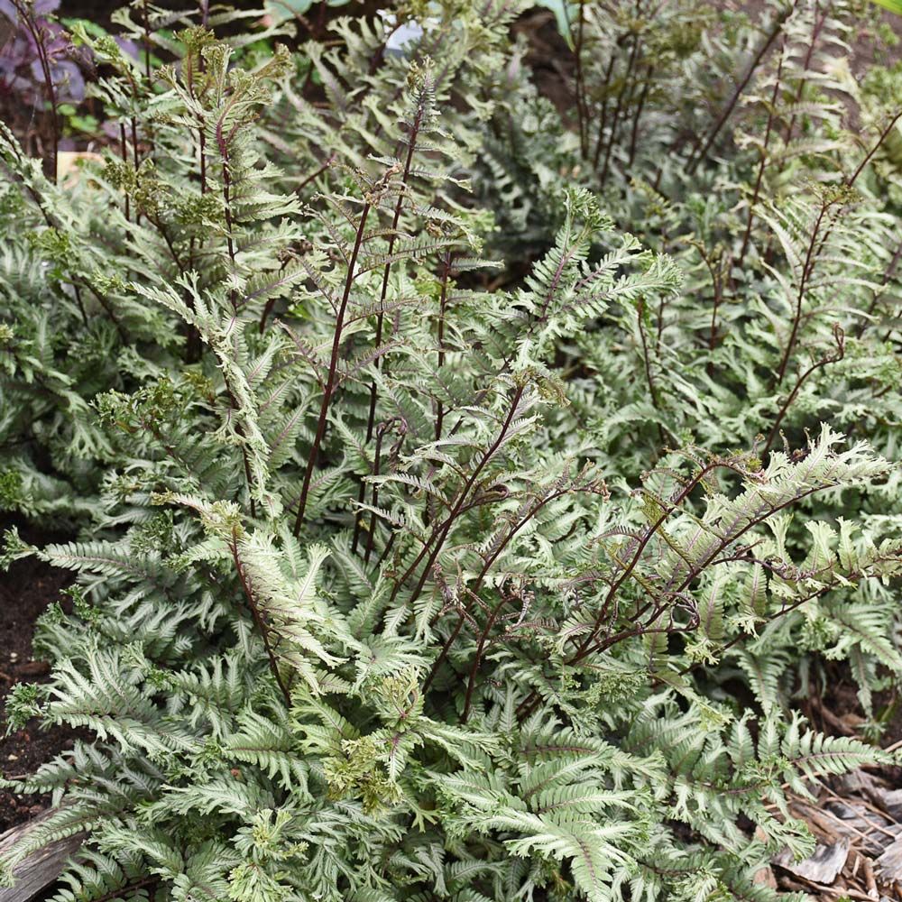 Athyrium niponicum 'Crested Surf' | White Flower Farm