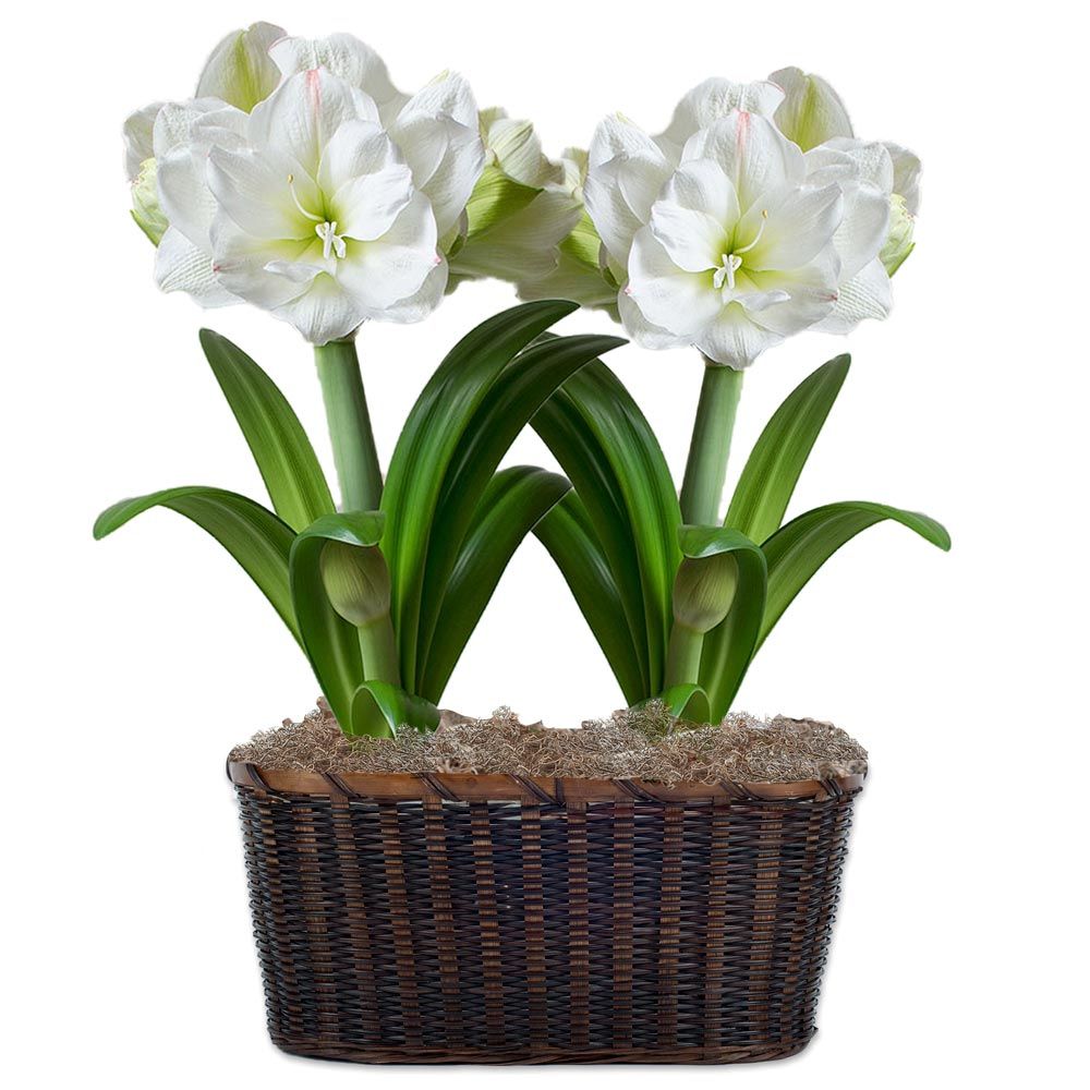 Amaryllis White Amadeus White Flower Farm