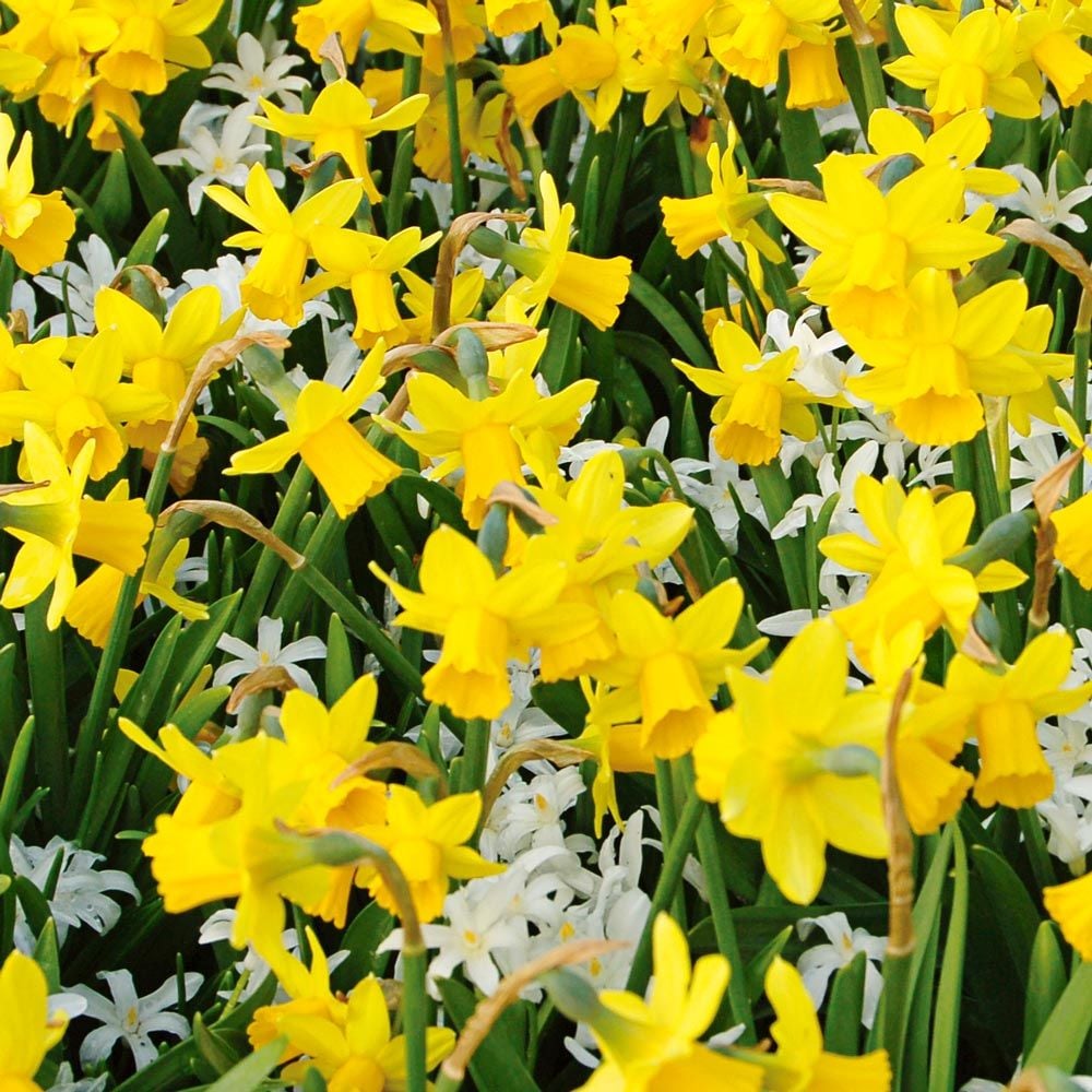 Narcissus 'Tête-à-Tête' | White Flower Farm