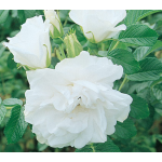 Web-Only Roses