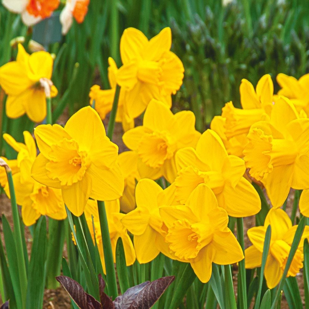 Narcissus 'Queen Beatrix' | White Flower Farm