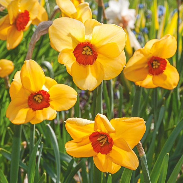 Small-Cupped Narcissus Mix | White Flower Farm