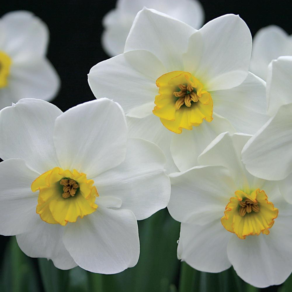 Small-Cupped Narcissus Mix | White Flower Farm