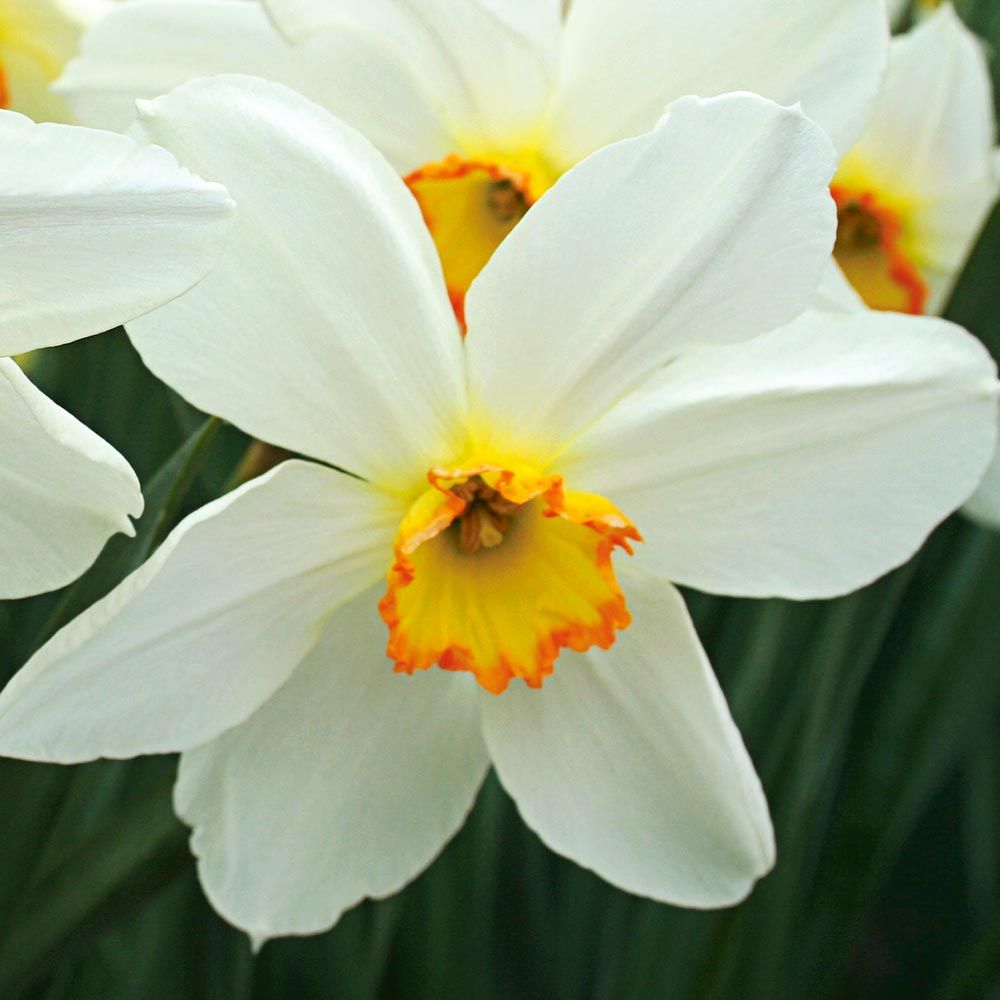 Small-Cupped Narcissus Mix | White Flower Farm