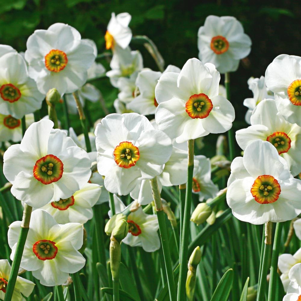 Scent of Spring Daffodil Mix | White Flower Farm