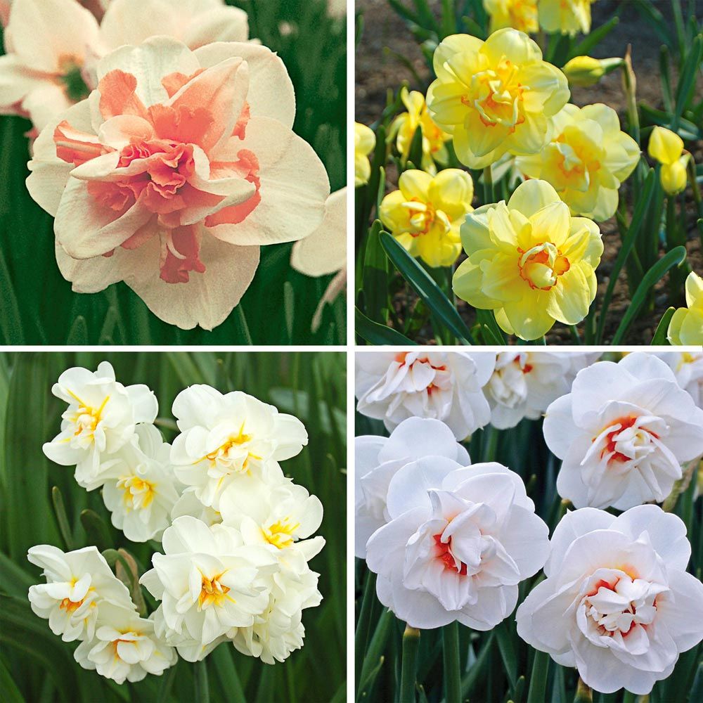 Double Daffodil Quartet | White Flower Farm