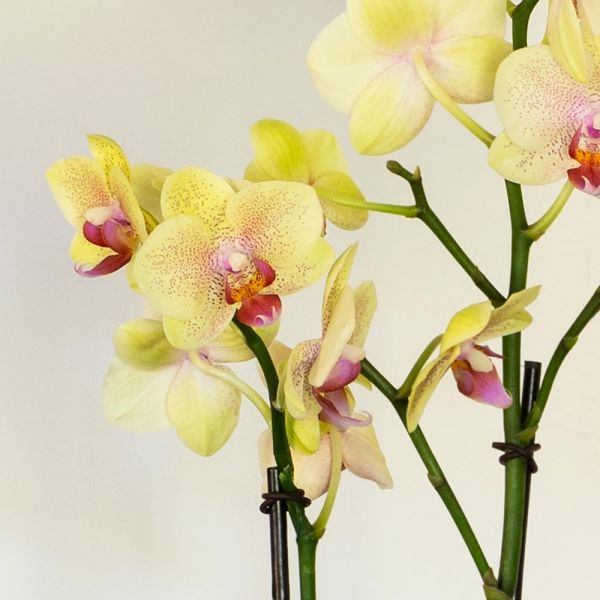 Yellow Moth Orchid in square white cachepot | White Flower Farm