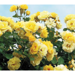 Rose Dream Come True™ | White Flower Farm